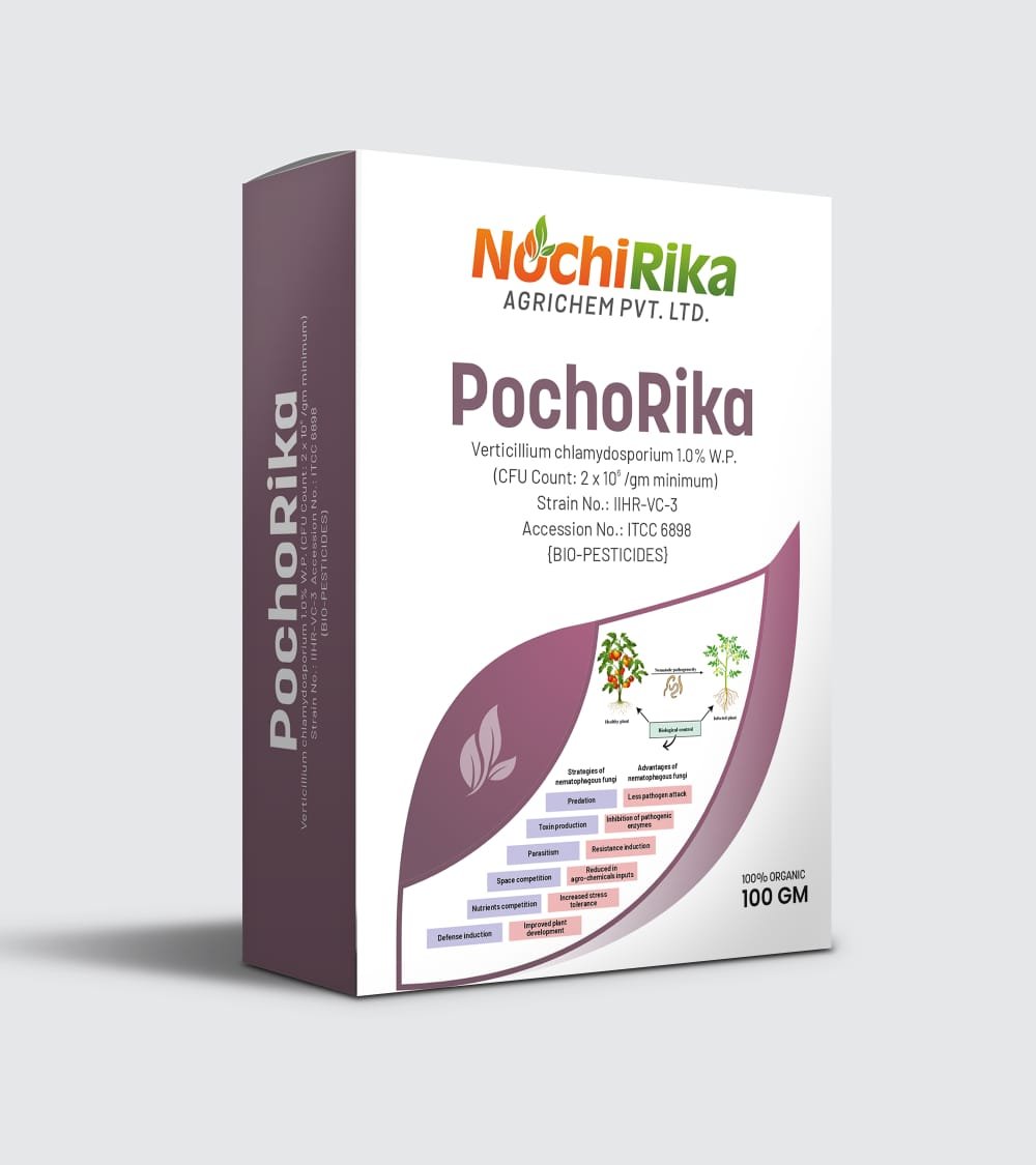 PochoRika